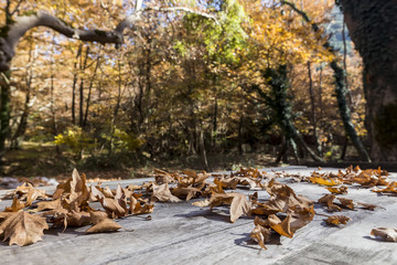 Fall leaves on rustic wooden table with the forest on the backgr