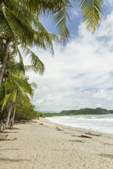 Obraz na płótnie Canvas Playa Garza Palm Leaves