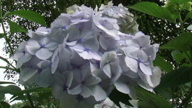 tilt down hortensia hydrangea madame emile mouill&egrave;re, blooming large bluish white round flowerhead