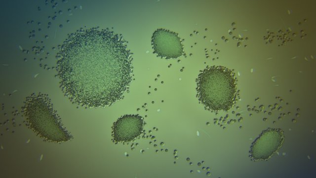 CG animation of macro close-up chloroplasts in algae cells under the microscope.