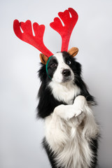 A dog in upright pose representing Santa's deer on light backgro