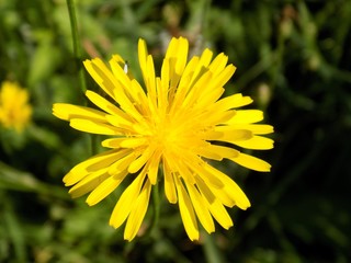 Dandelion