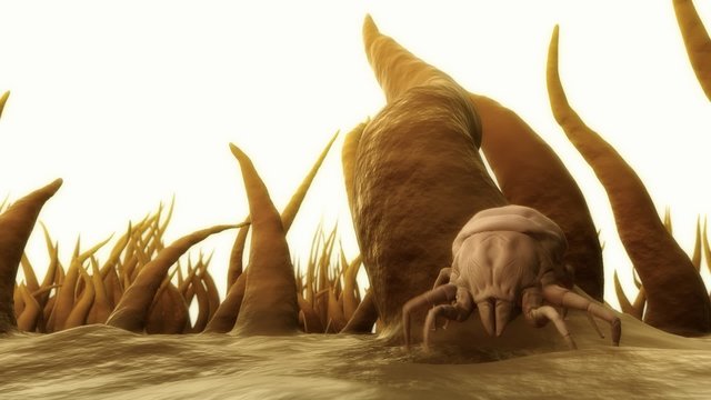 Small bugs living in a dust. It feeds on skin flakes from animals and human.