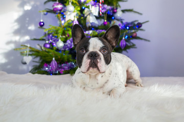 French bulldog under the christmas tree