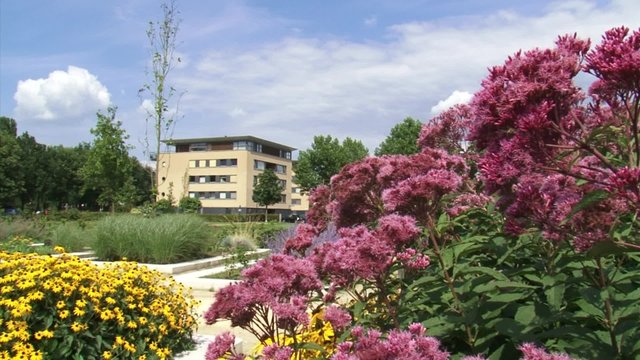 view from city park at apartment building + pan blooming hemp-agrimony (Eupatorium)
