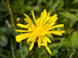 Dandelion