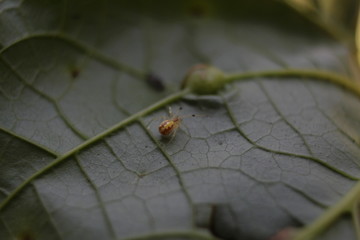 Obraz na płótnie Canvas Macro photo - bug over leaf