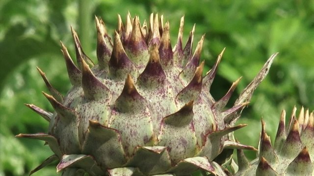 Cardoon, Cynara cardunculus - close up spiny bud. Cardoon tastes very much like the best part of an artichoke.