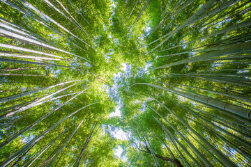 Beautiful bamboo forest at Arashiyama touristy district , kyoto