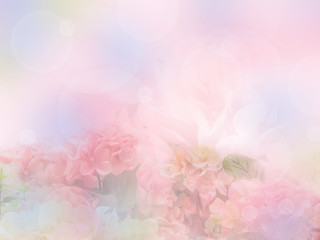Obraz premium sweet hydrangea flower