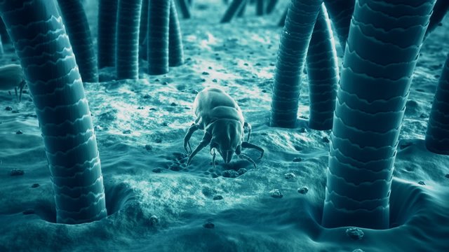 Small bugs living in a dust. It feeds on skin flakes from animals and human.