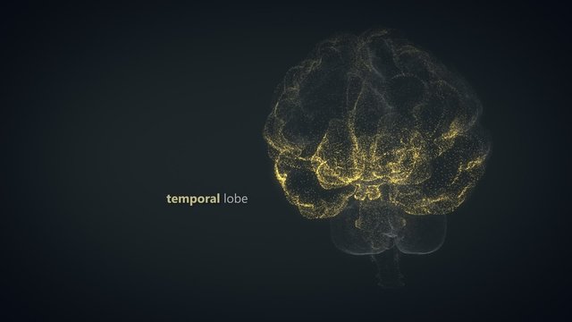 Colorful Presentation Of The Human Brain Regions. Perfect For Learning Purposes.