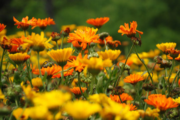 Several orange daisies flower