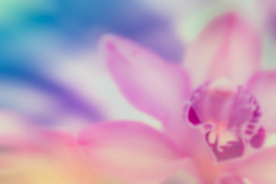 Fototapeta Pink orchid in soft color and blur style for background