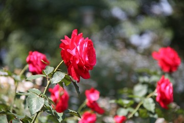 Red roses in the garden from Chiangmai, Thailand