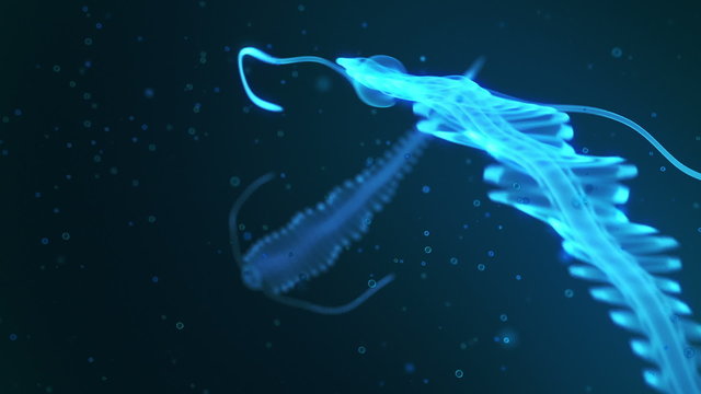 Deep sea bioluminescent and translucent creature. Polychaete Tomopteris.