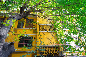 green tree and yellow house