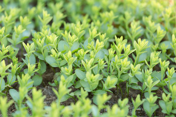 Flax, linum usitatissimum plants growing