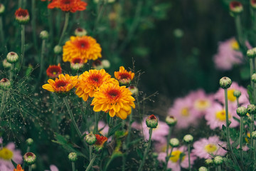 Beauty Daisies flower in garden 