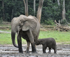 Fototapeta premium The elephant calf with elephant cow The African Forest Elephant, Loxodonta africana cyclotis. At the Dzanga saline (a forest clearing) Central African Republic, Dzanga Sangha