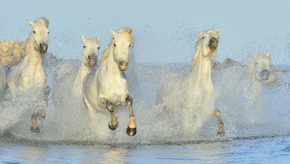 Obrazy na Szkle  Stado białych koni Camargue biegających po wodzie.
