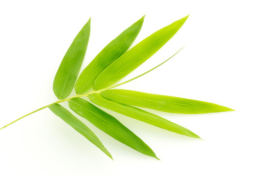 Fototapeta Fresh bamboo leaves border isolated on white background, botanic