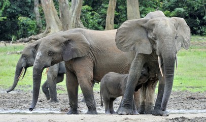  African Forest Elephant, Loxodonta africana cyclotis, of Congo Basin. At the Dzanga saline (a forest clearing) Central African Republic, Sangha-Mbaere, Dzanga Sangha