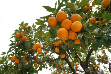 Orange fruits on the tree