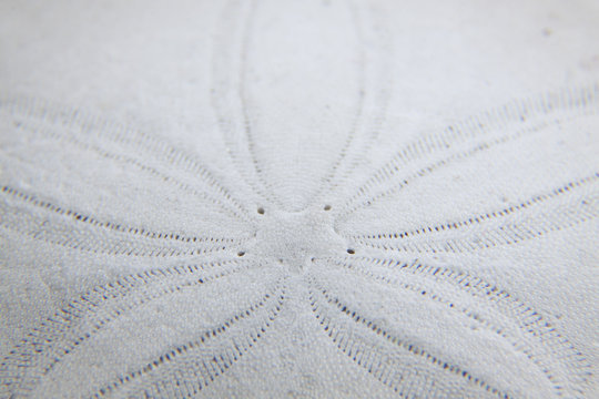 Sand Dollar Sea Shell Formation