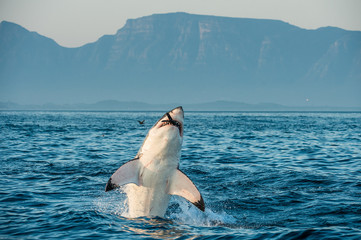 Great White Shark (Carcharodon carcharias) breaching in an attack on seal and swallowed a seal. - 98710346