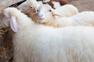 Herd of sheep eating hay on a farm
