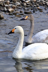 Fototapeta premium 親子の白鳥