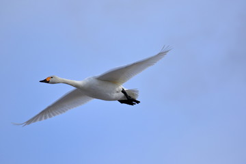 Fototapeta na wymiar 空を飛ぶ白鳥