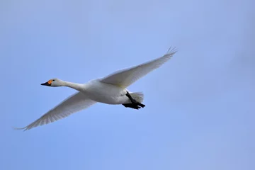 Photo sur Aluminium Cygne 空を飛ぶ白鳥