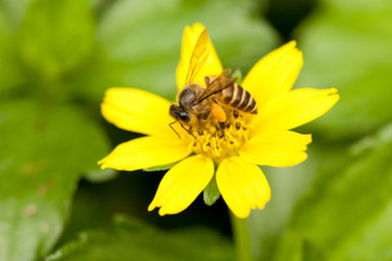 Bee on yellow flower