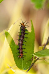 Tawny Coster's Caterpillar