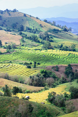 Fototapeta premium Terraced rice field at Ban Pa Bong Piang, Chiang Mai in Thailand.