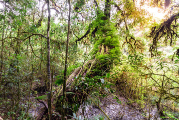 Moss and fern plant coverd on tree trunk at Doi Inthanon National Park in Chiang Mai, Thailand.