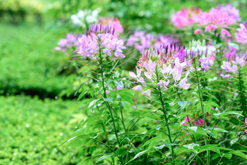Beautiful flowers in garden, Cleome or Spider Flower.
