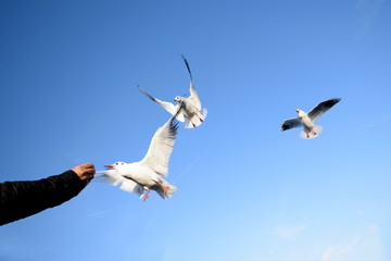 Gulls eating from hand