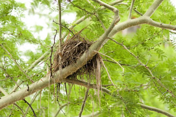Bird Nest
