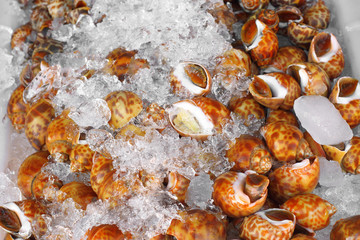 asian sweet shell in ice basket