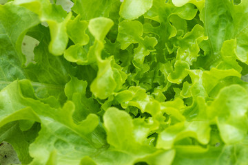 Sprout green oak Lettuce hydroponic , Close up