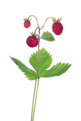 three red wild isolated strawberries on stem with leaves