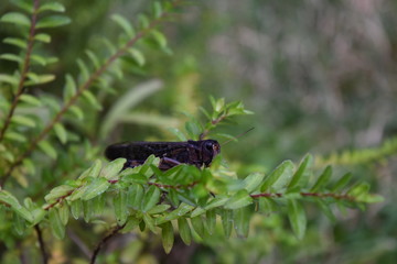 見据えるバッタ