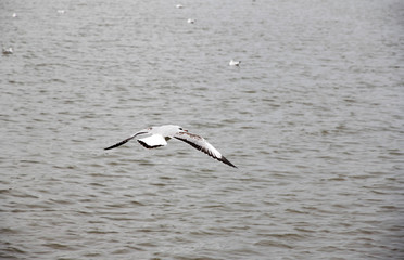 seagull