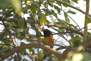 A Redstart on the Branch of a Lemon Tree in Chandigarh, India