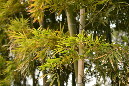 冬の竹