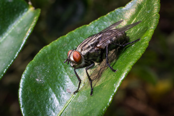 fly