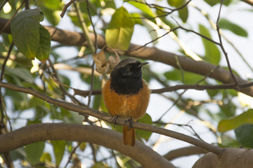 Fototapeta premium A Redstart on the Branch of a Lemon Tree in Chandigarh, India